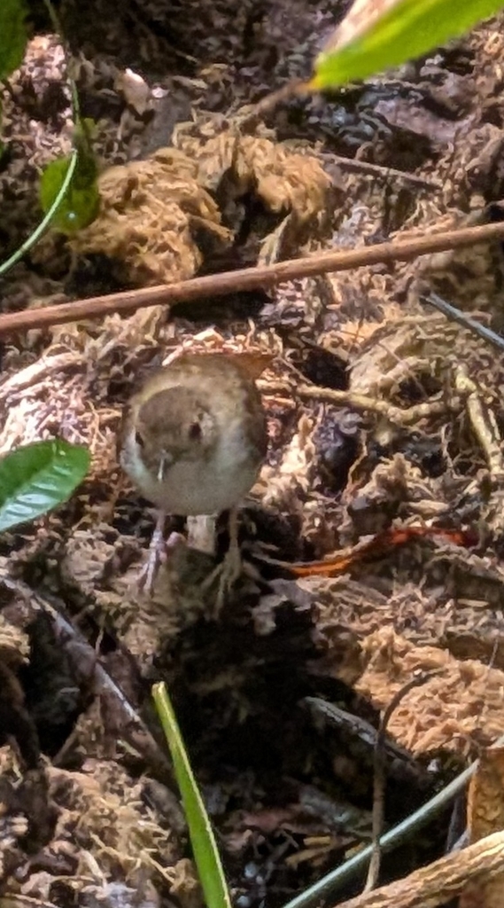 White-chested Babbler — Borneo wildlife, book, free download, jungle tour, bird, bird tour