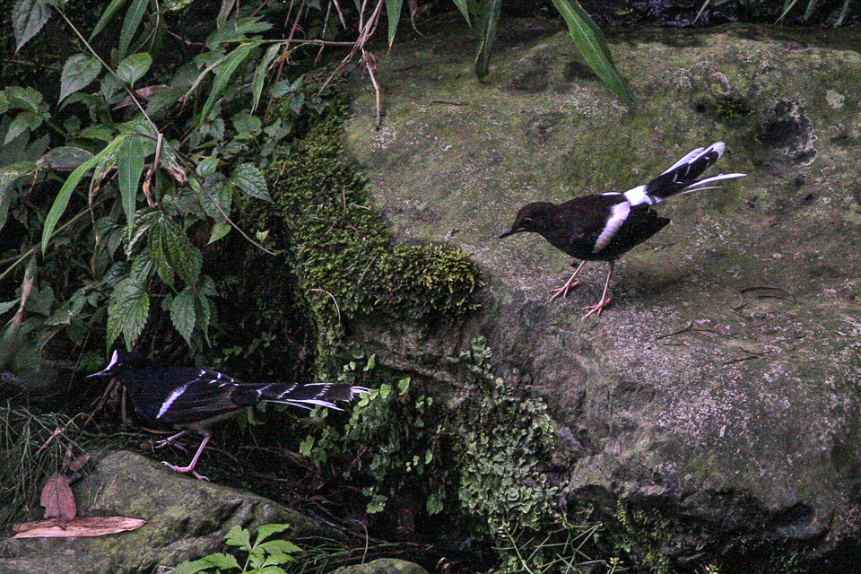 White-crowned Forktail — Borneo wildlife, book, free download, jungle tour, bird, bird tour