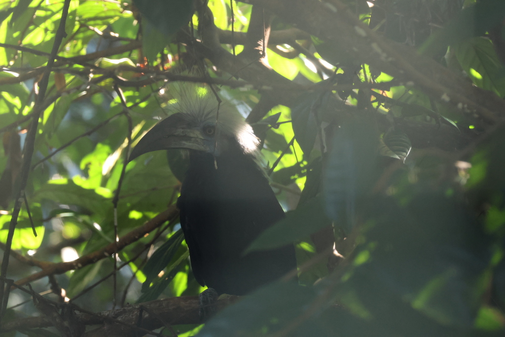 White-crowned Hornbill — Borneo wildlife, book, free download, jungle tour, bird, bird tour