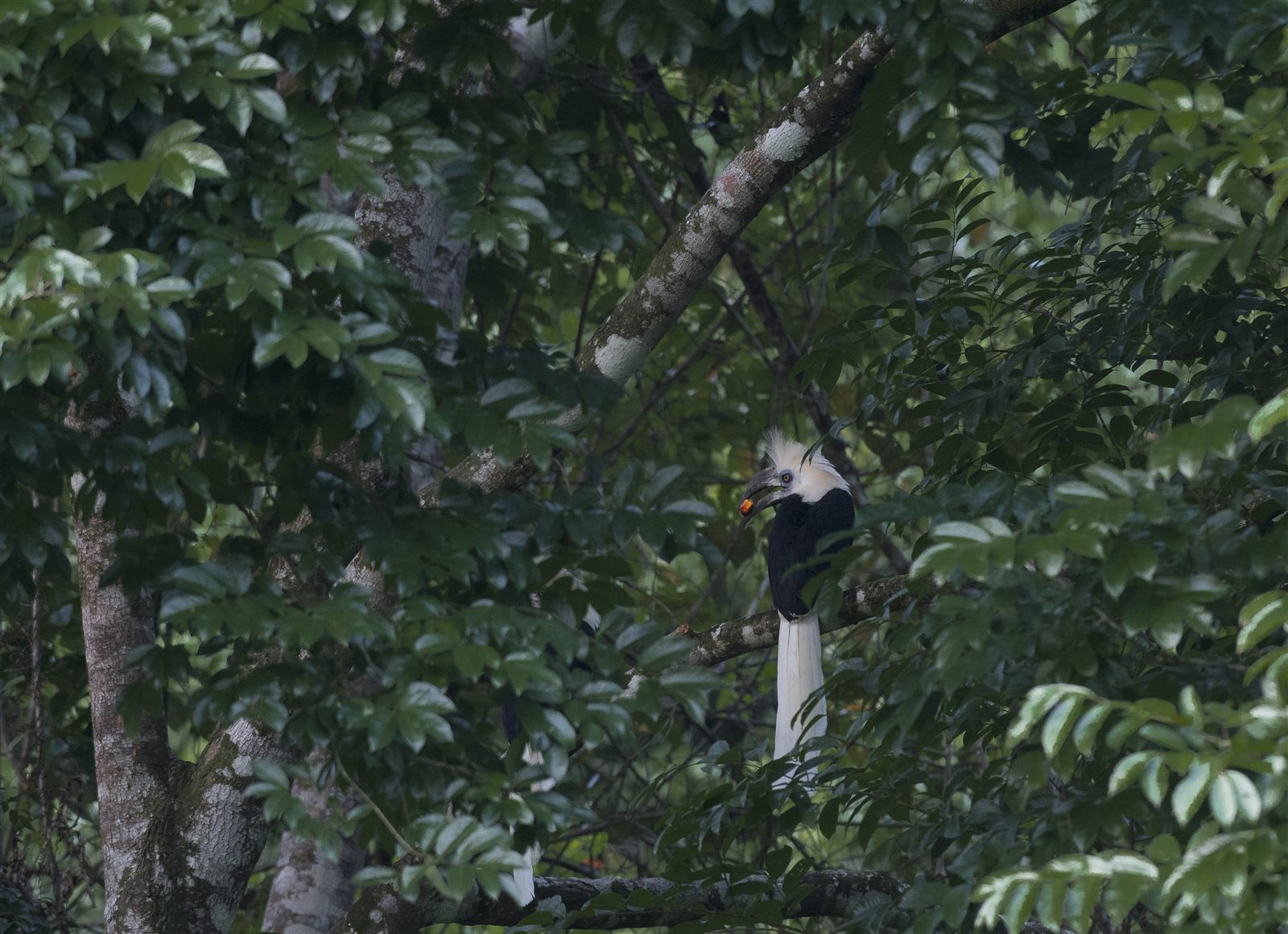 White-crowned Hornbill — Borneo wildlife, book, free download, jungle tour, bird, bird tour