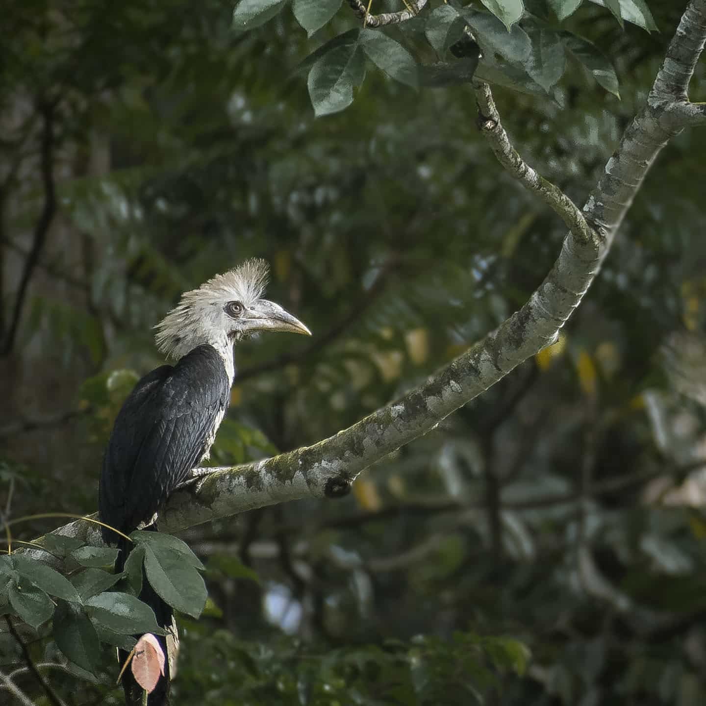 White-crowned Hornbill — Borneo wildlife, book, free download, jungle tour, bird, bird tour