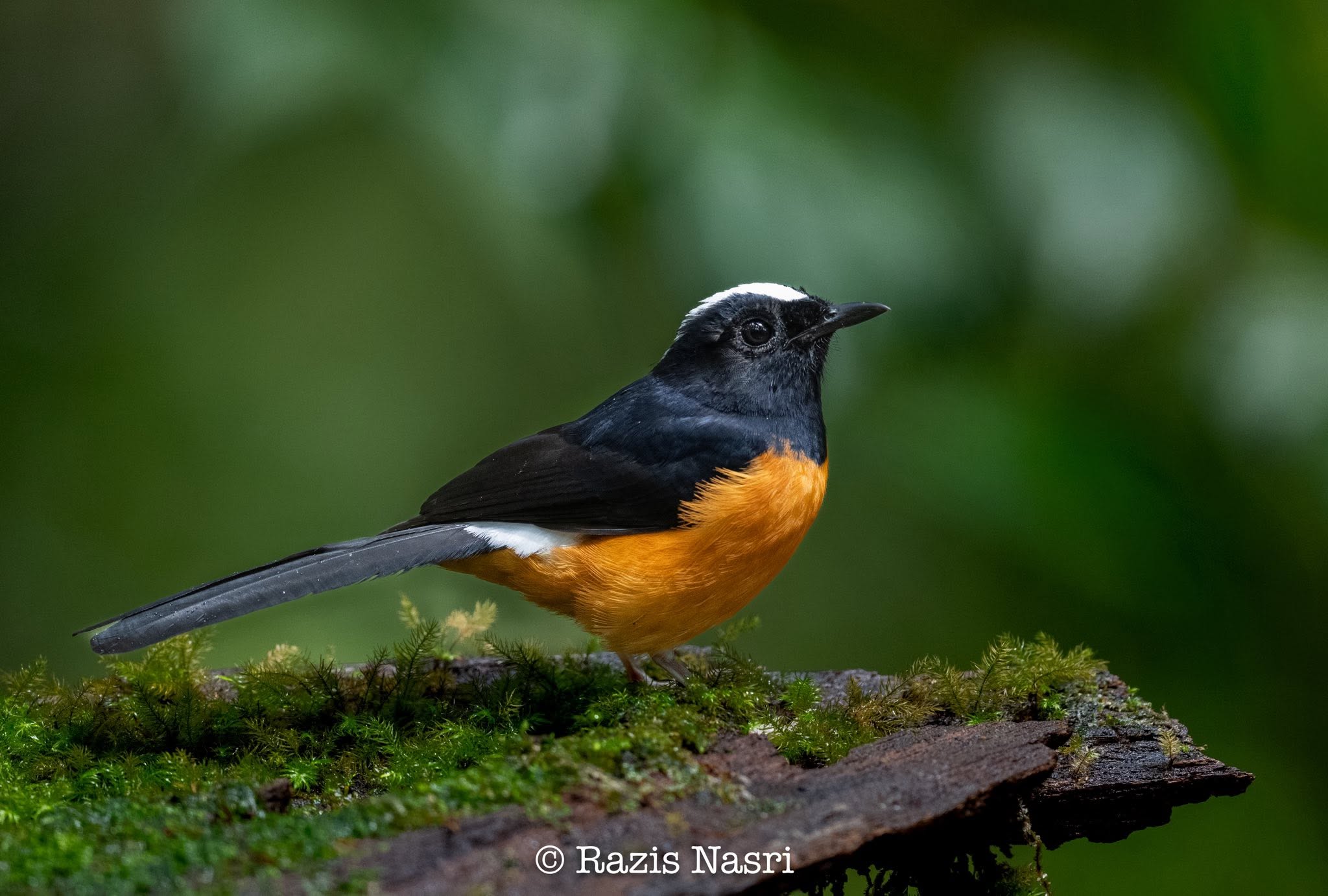 White-crowned Shama — Borneo wildlife, book, free download, jungle tour, bird, bird tour