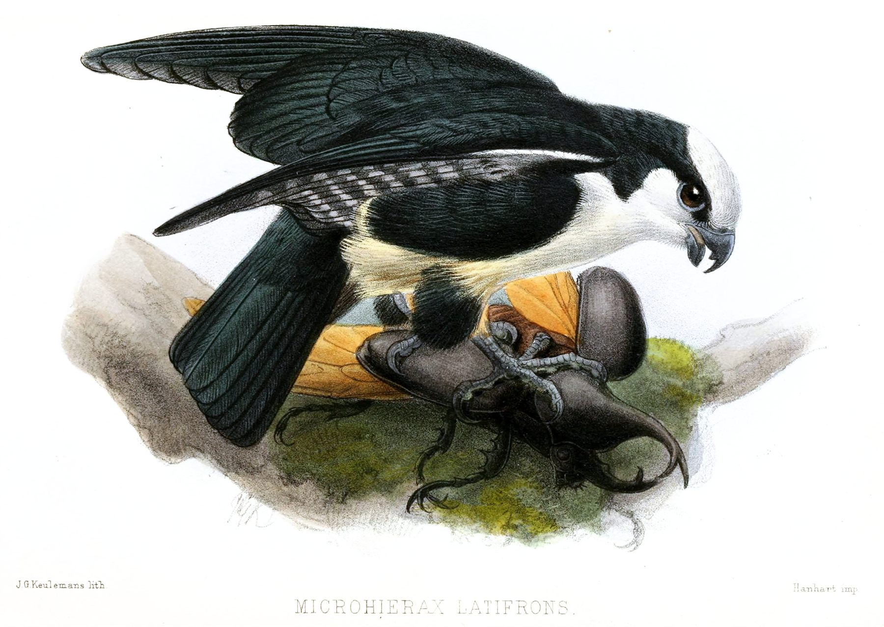 White-fronted Falconet — Borneo wildlife, book, free download, jungle tour, bird, bird tour