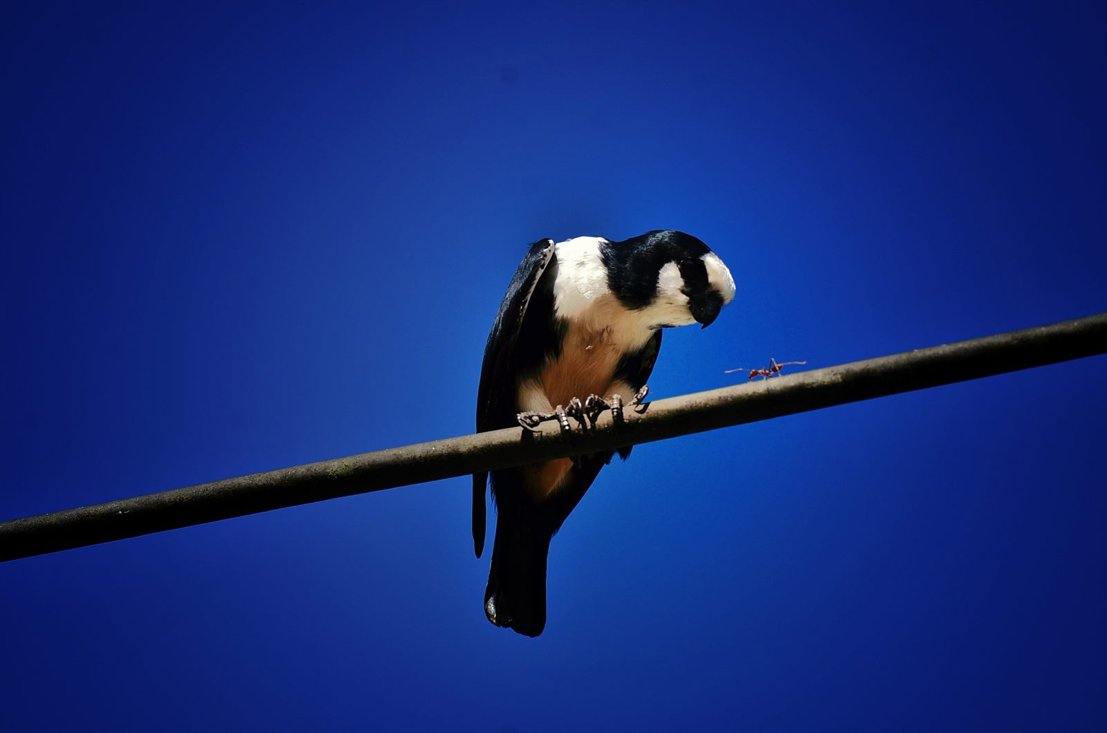 White-fronted Falconet — Borneo wildlife, book, free download, jungle tour, bird, bird tour