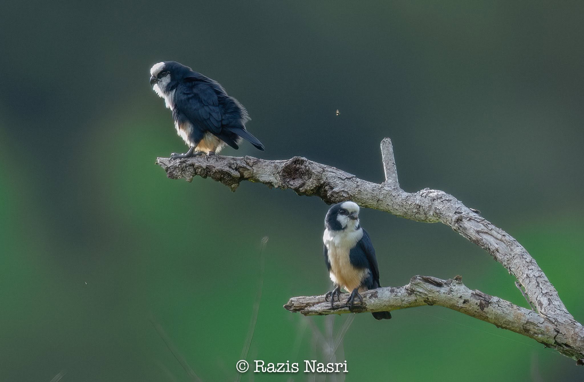 White-fronted Falconet — Borneo wildlife, book, free download, jungle tour, bird, bird tour