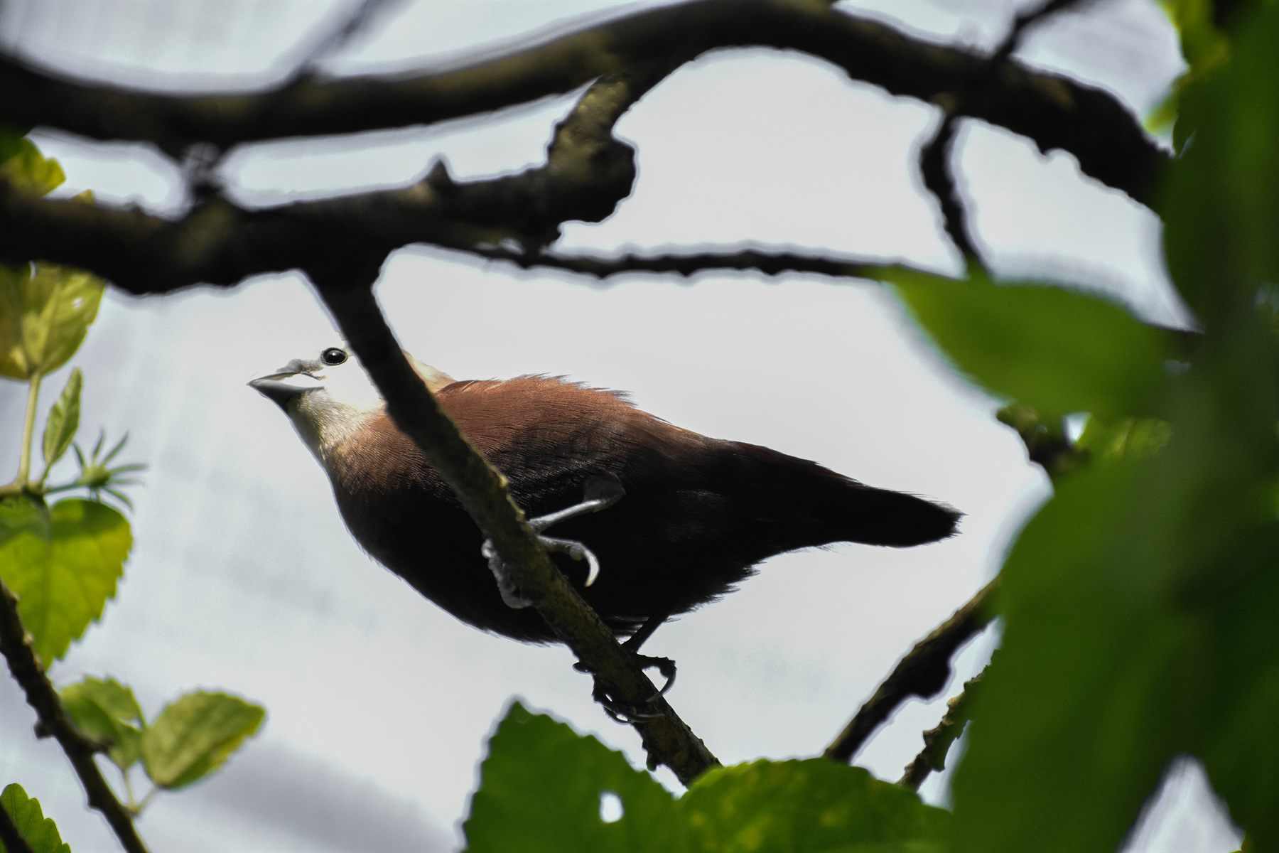 White-headed Munia — Borneo wildlife, book, free download, jungle tour, bird, bird tour
