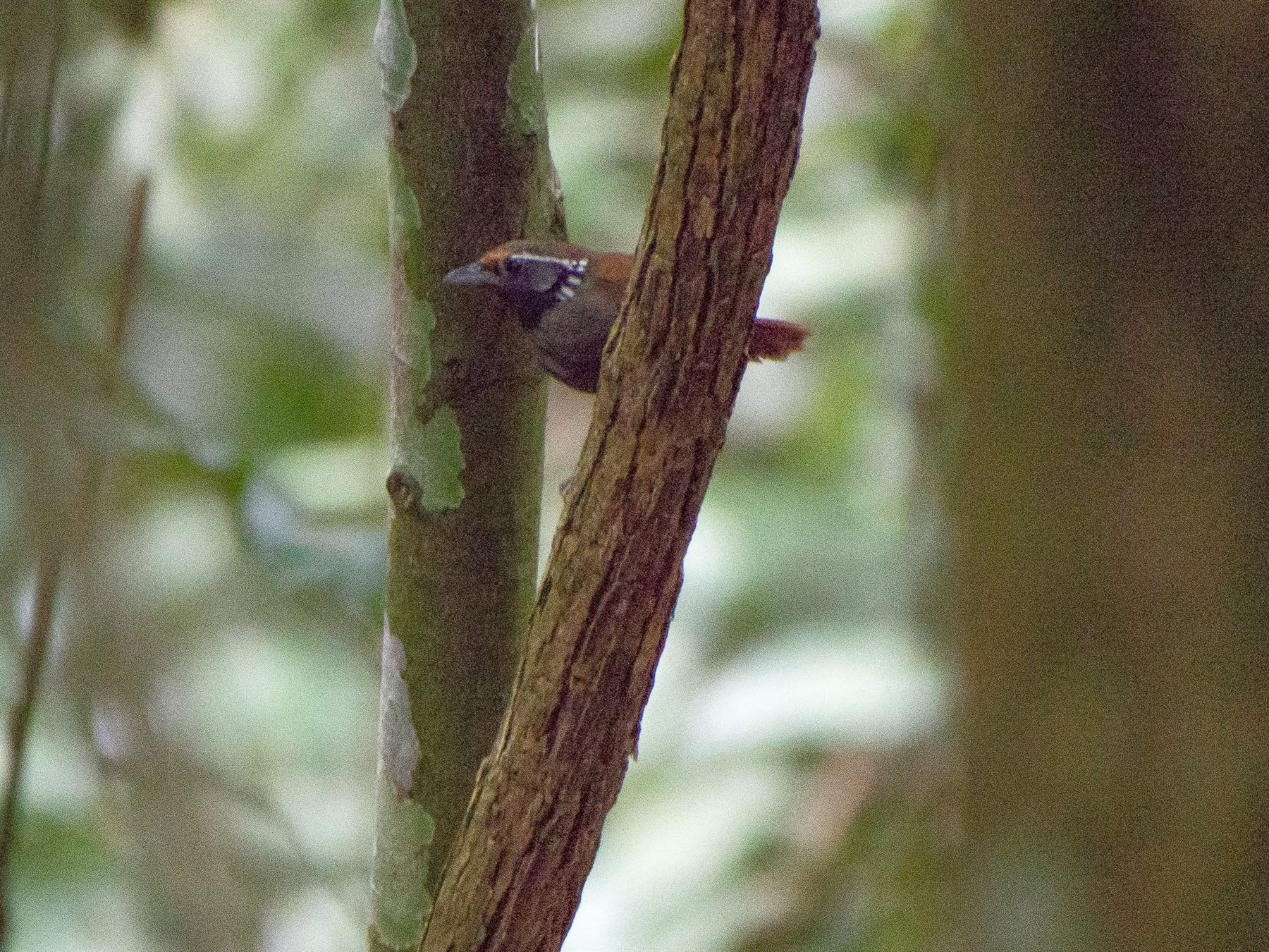 White-necked Babbler — Borneo wildlife, book, free download, jungle tour, bird, bird tour