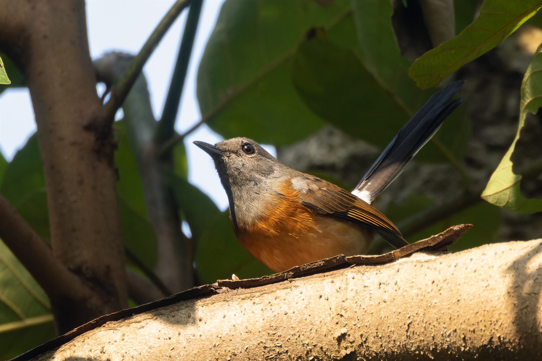 White-rumped Shama — Borneo wildlife, book, free download, jungle tour, bird, bird tour