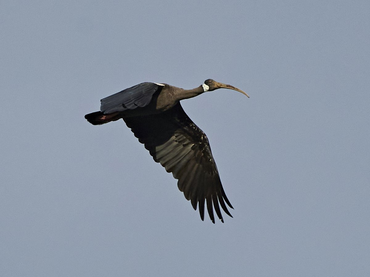 White-shouldered Ibis — Borneo wildlife, book, free download, jungle tour, bird, bird tour