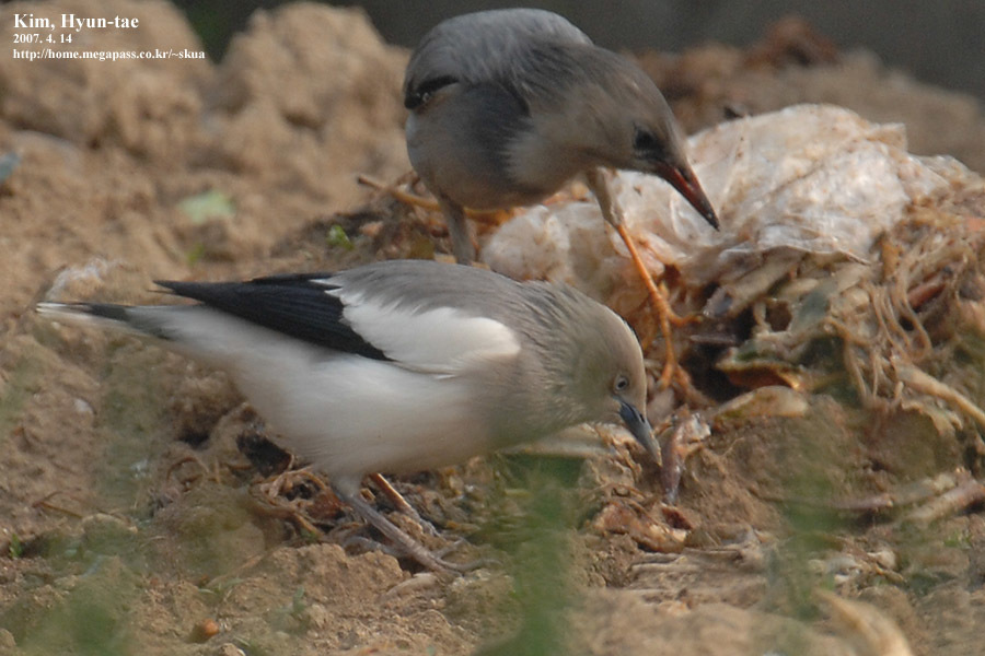White-shouldered Starling — Borneo wildlife, book, free download, jungle tour, bird, bird tour