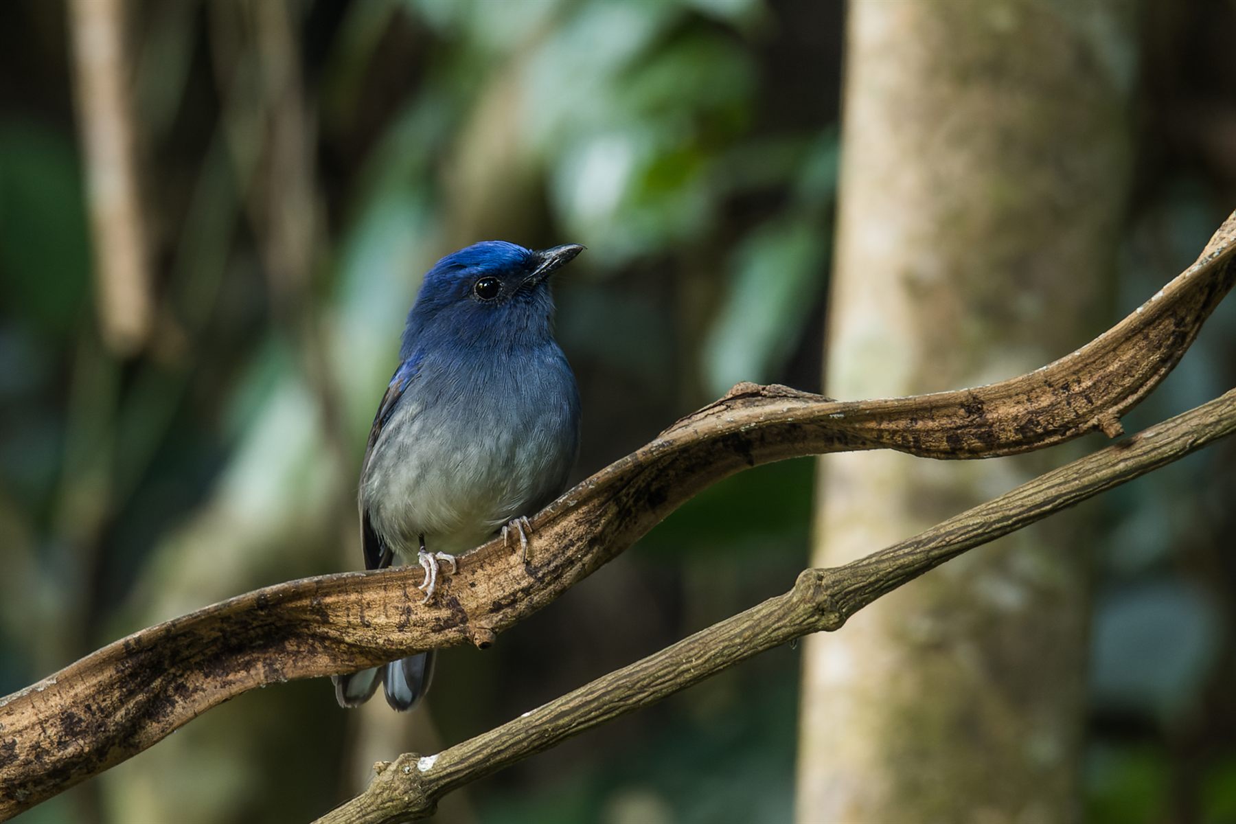 White-tailed Flycatcher — Borneo wildlife, book, free download, jungle tour, bird, bird tour
