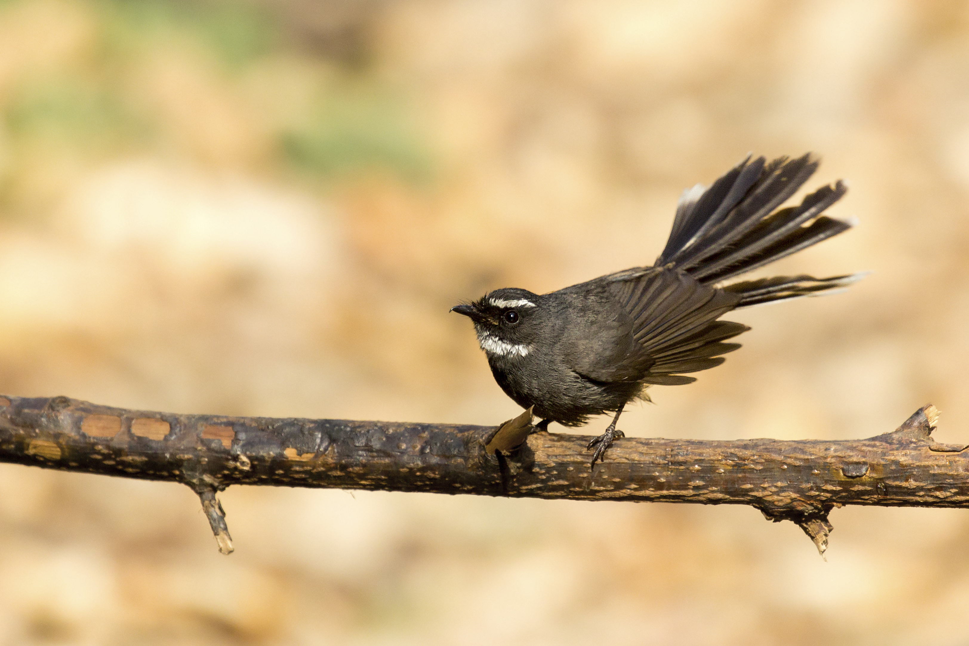 White-throated Fantail — Borneo wildlife, book, free download, jungle tour, bird, bird tour