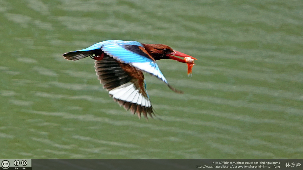 White-throated Kingfisher — Borneo wildlife, book, free download, jungle tour, bird, bird tour