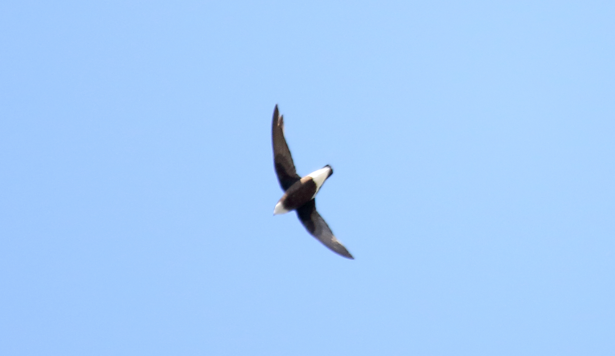White-throated Needletail — Borneo wildlife, book, free download, jungle tour, bird, bird tour