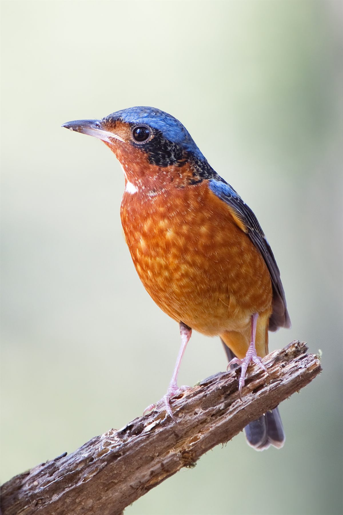 White-throated Rock-Thrush — Borneo wildlife, book, free download, jungle tour, bird, bird tour