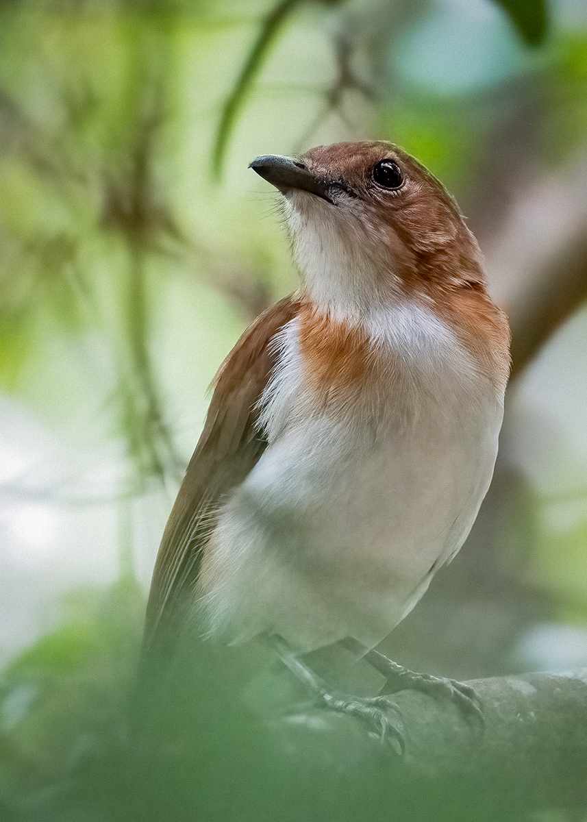 White-vented Whistler — Borneo wildlife, book, free download, jungle tour, bird, bird tour