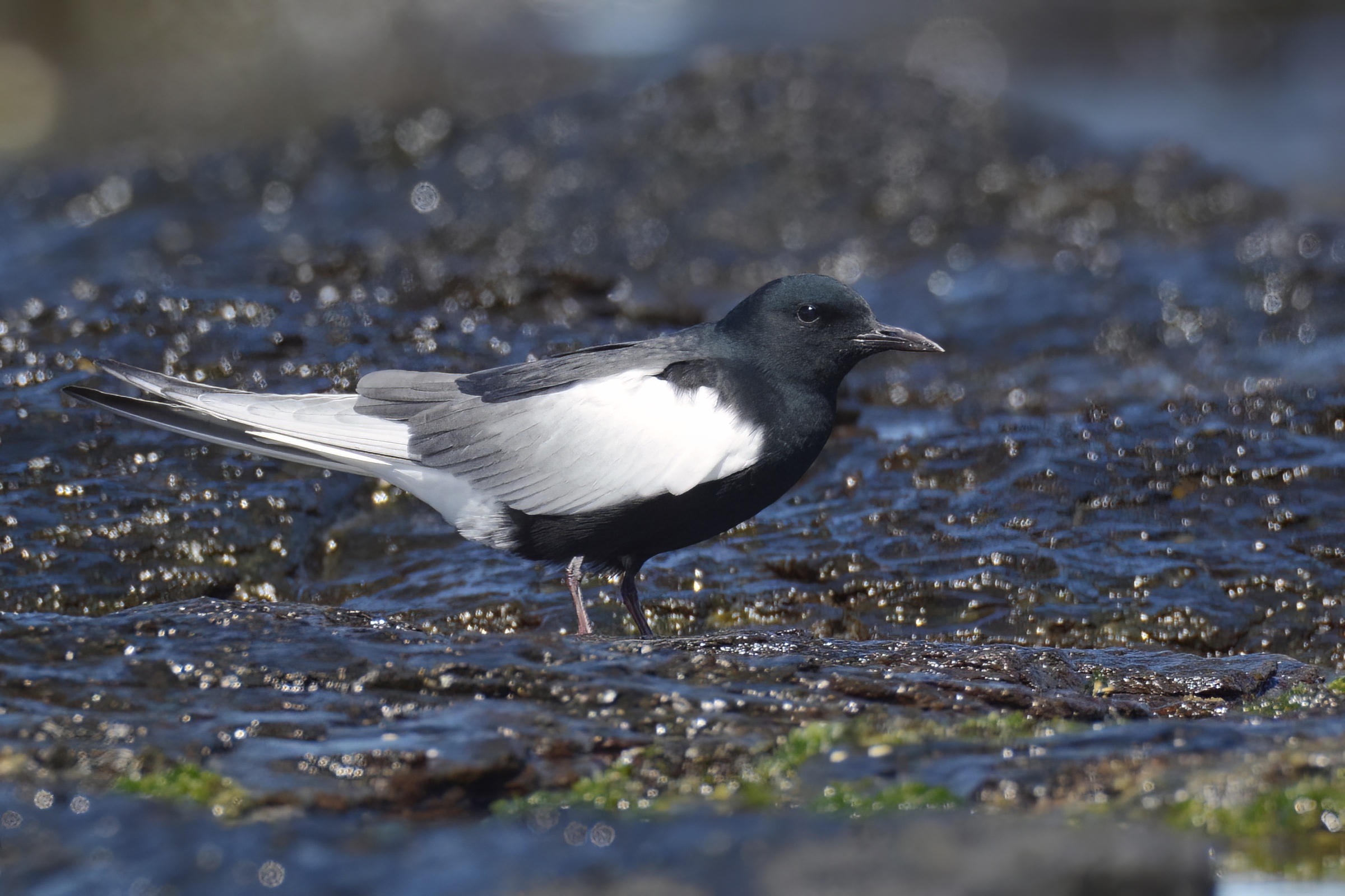 White-winged Tern — Borneo wildlife, book, free download, jungle tour, bird, bird tour