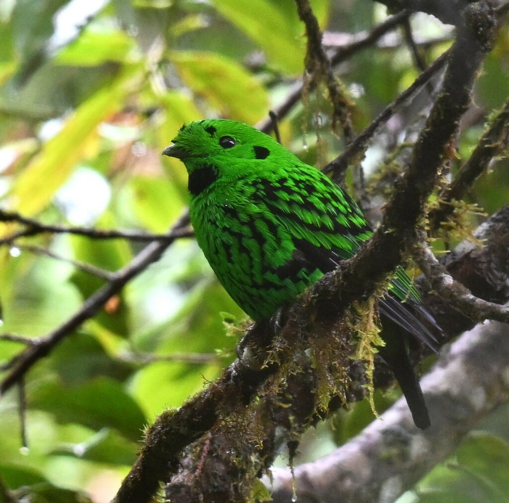 Whitehead's Broadbill — Borneo wildlife, book, free download, jungle tour, bird, bird tour