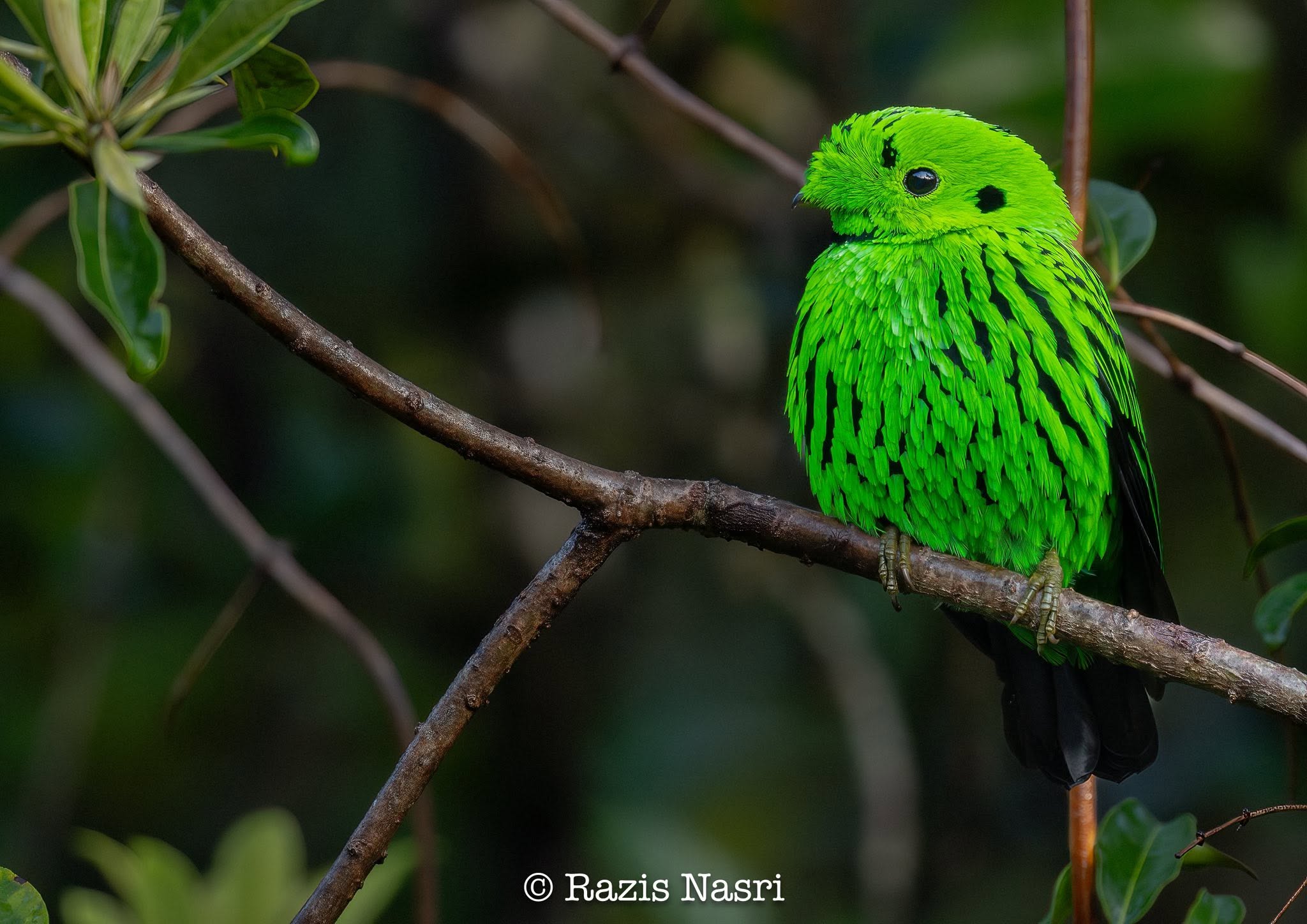 Whitehead's Broadbill — Borneo wildlife, book, free download, jungle tour, bird, bird tour