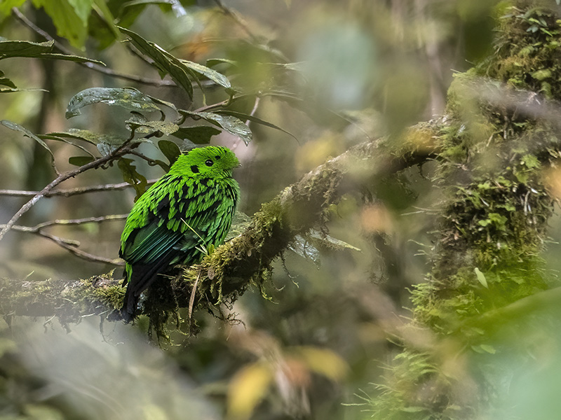 Whitehead's Broadbill — Borneo wildlife, book, free download, jungle tour, bird, bird tour