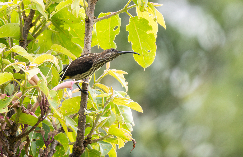 Whitehead's Spiderhunter — Borneo wildlife, book, free download, jungle tour, bird, bird tour