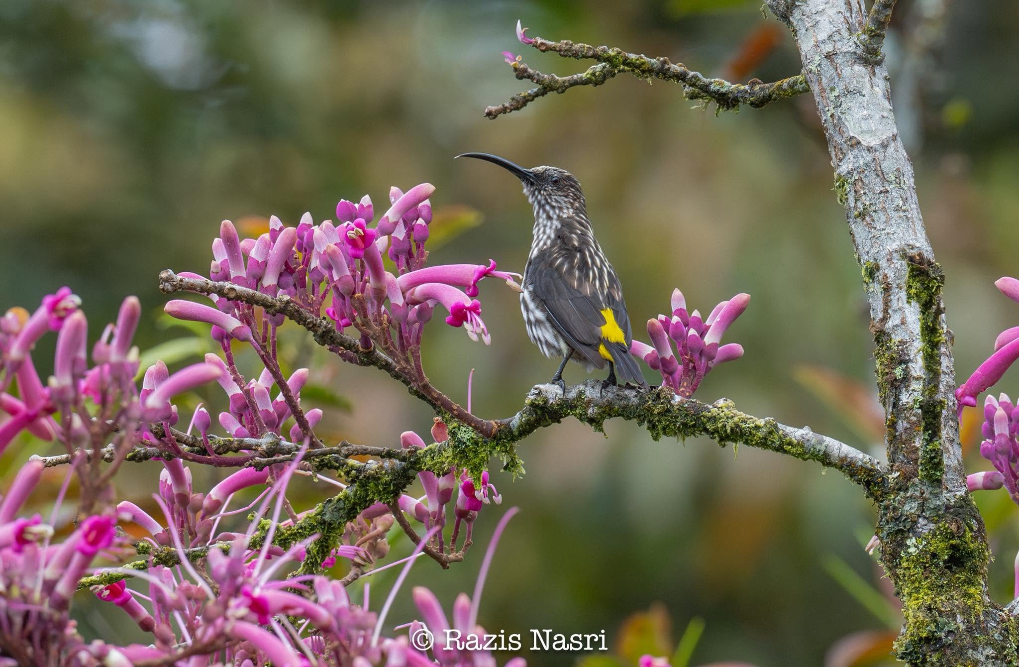 Whitehead's Spiderhunter — Borneo wildlife, book, free download, jungle tour, bird, bird tour