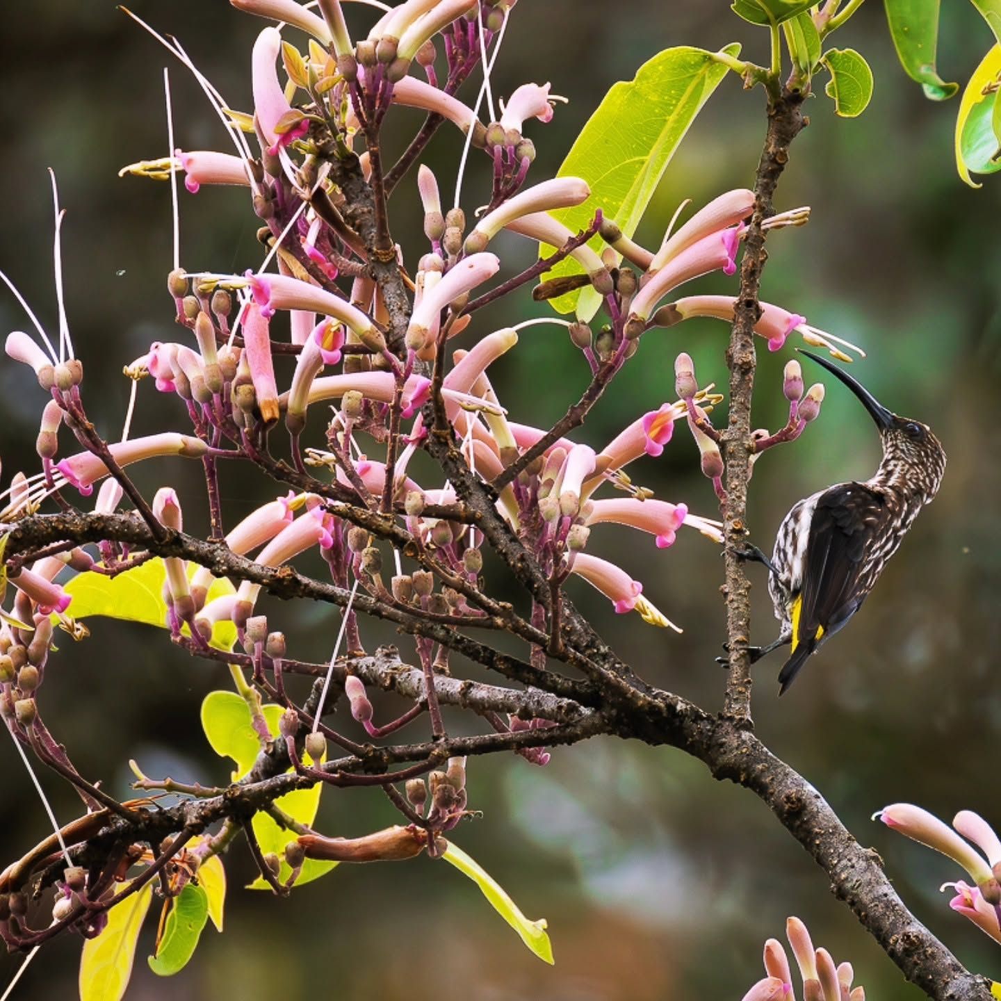 Whitehead's Spiderhunter — Borneo wildlife, book, free download, jungle tour, bird, bird tour
