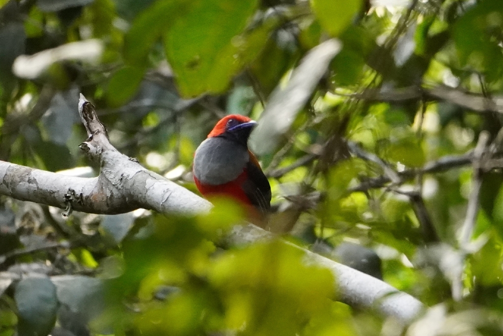 Whitehead's Trogon — Borneo wildlife, book, free download, jungle tour, bird, bird tour
