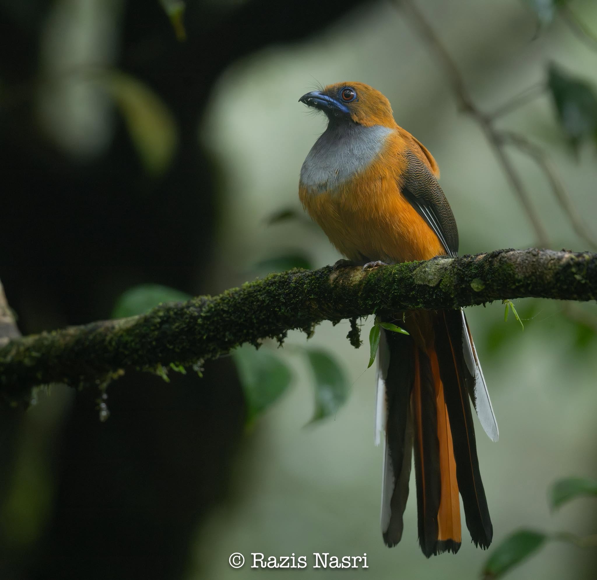 Whitehead's Trogon — Borneo wildlife, book, free download, jungle tour, bird, bird tour