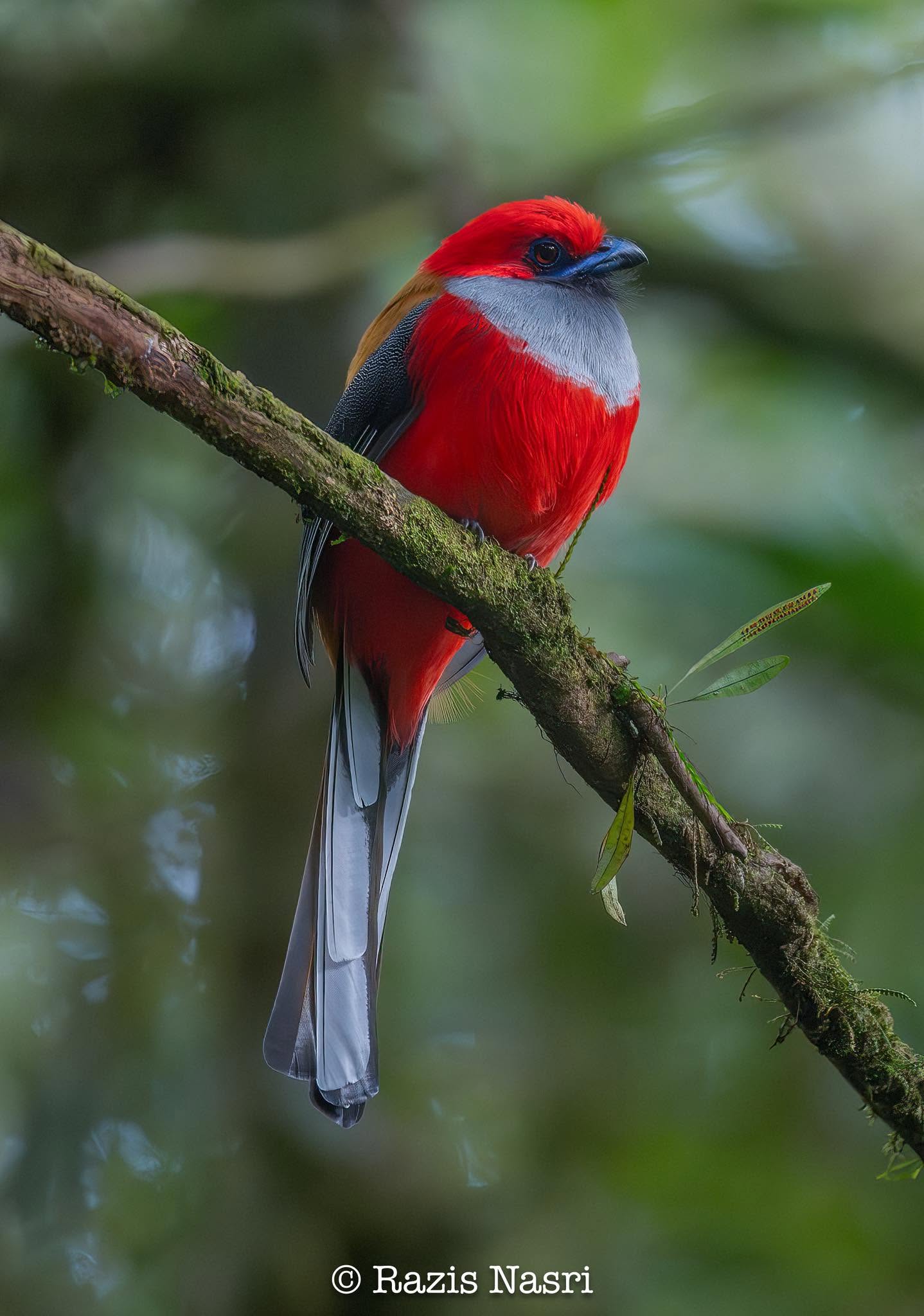 Whitehead's Trogon — Borneo wildlife, book, free download, jungle tour, bird, bird tour