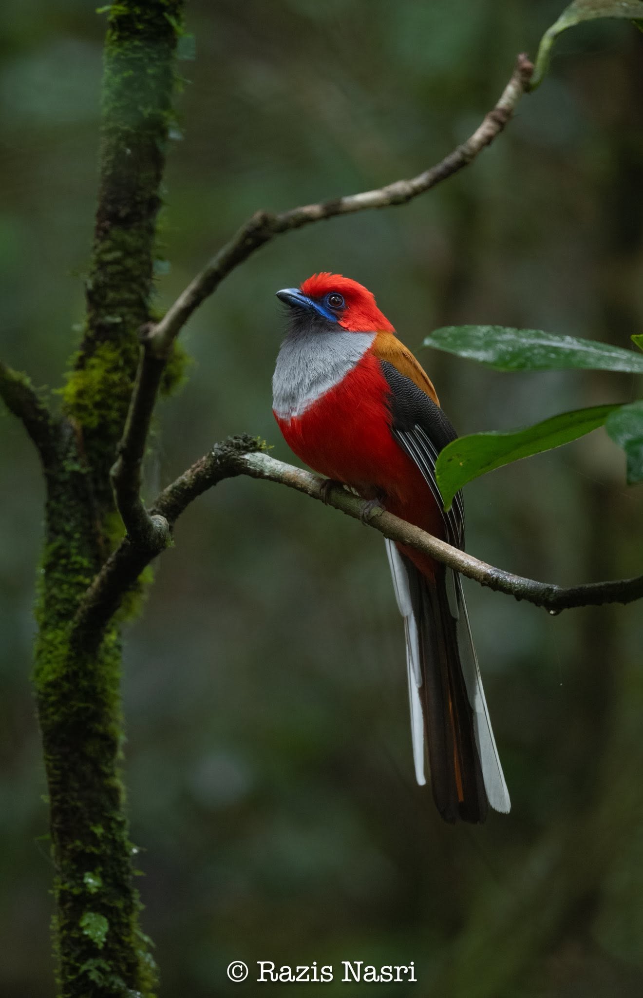 Whitehead's Trogon — Borneo wildlife, book, free download, jungle tour, bird, bird tour