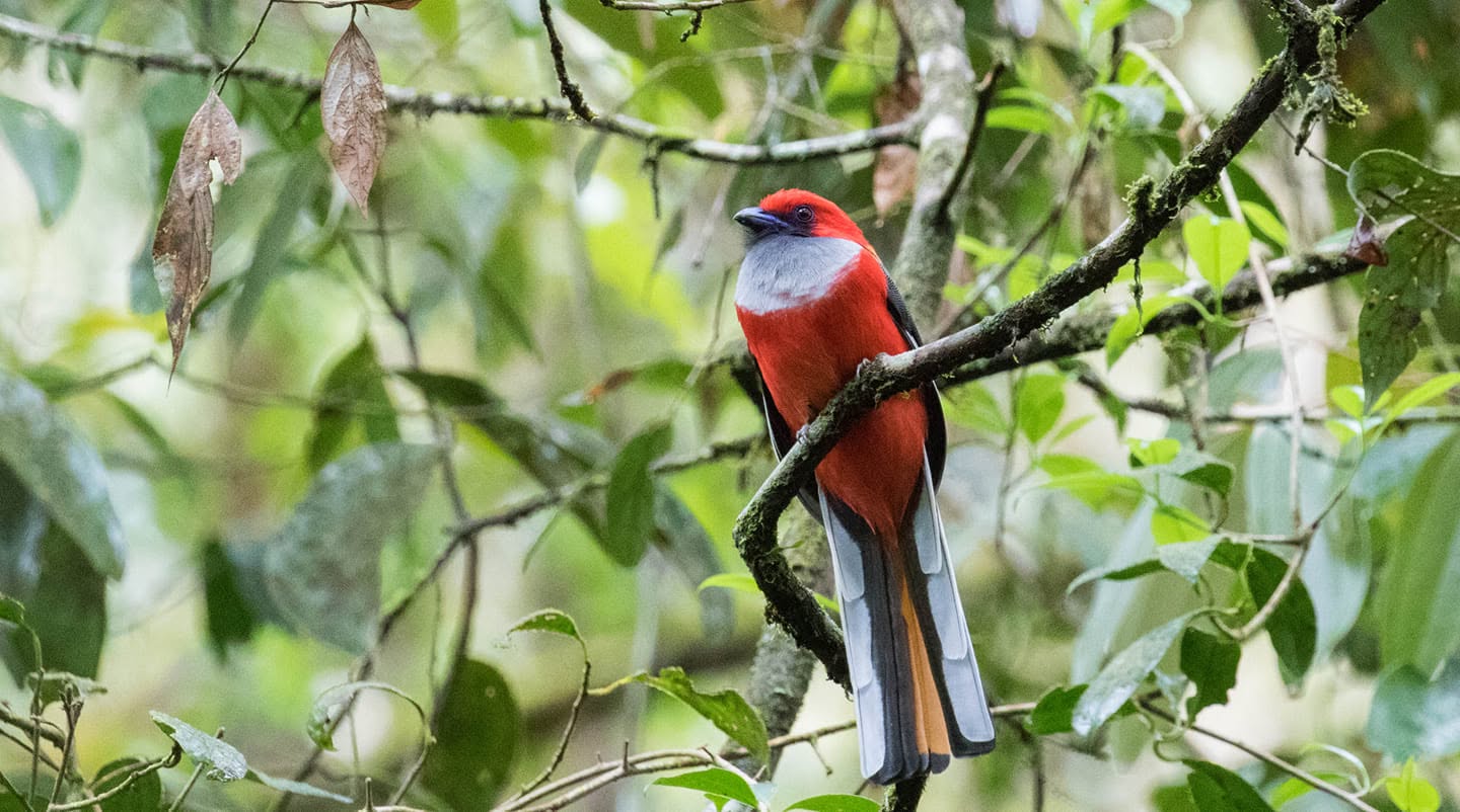 Male Whitehead's trogon perched in mossy montane forest, showing its scarlet head and grey breast