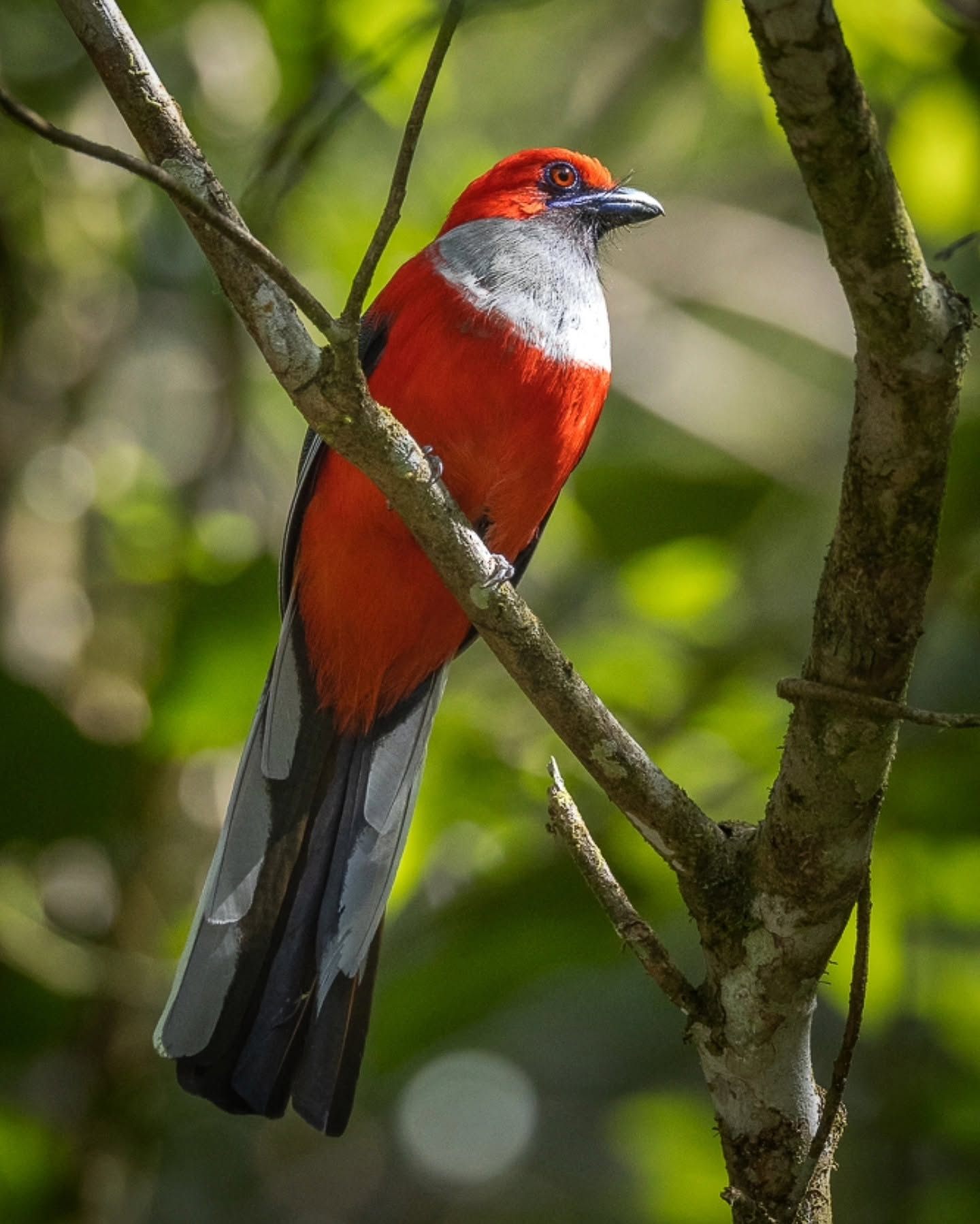 Whitehead's Trogon — Borneo wildlife, book, free download, jungle tour, bird, bird tour