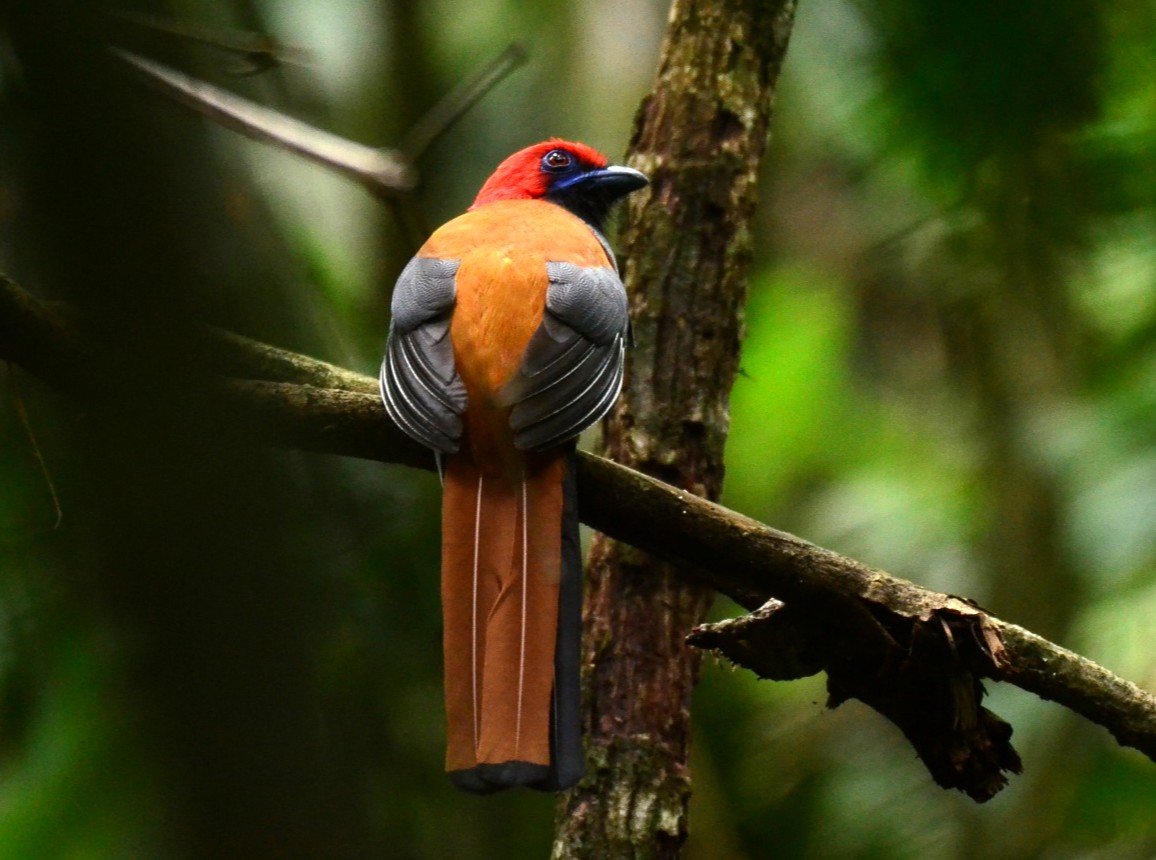 Whitehead's Trogon — Borneo wildlife, book, free download, jungle tour, bird, bird tour