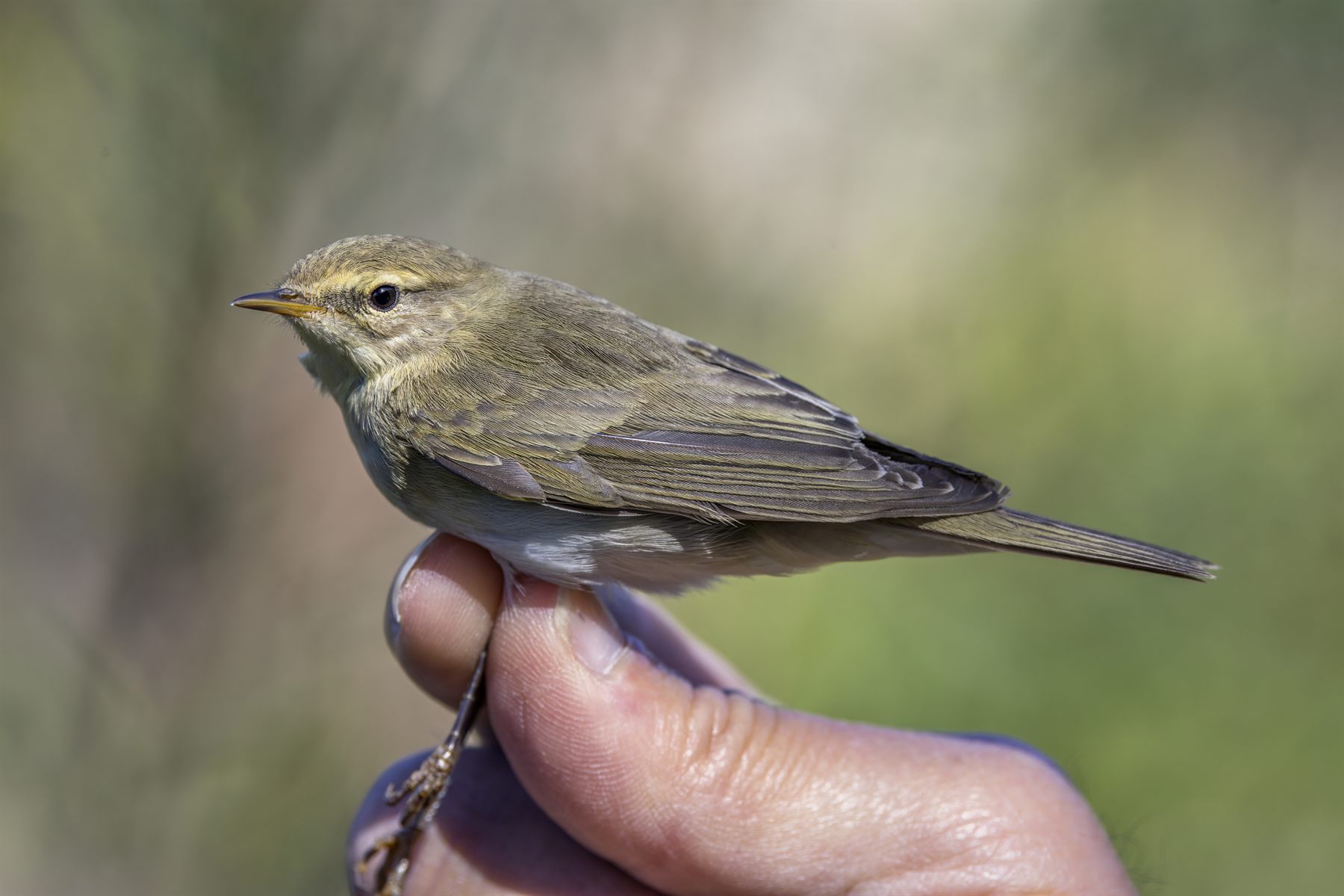 Willow Warbler — Borneo wildlife, book, free download, jungle tour, bird, bird tour