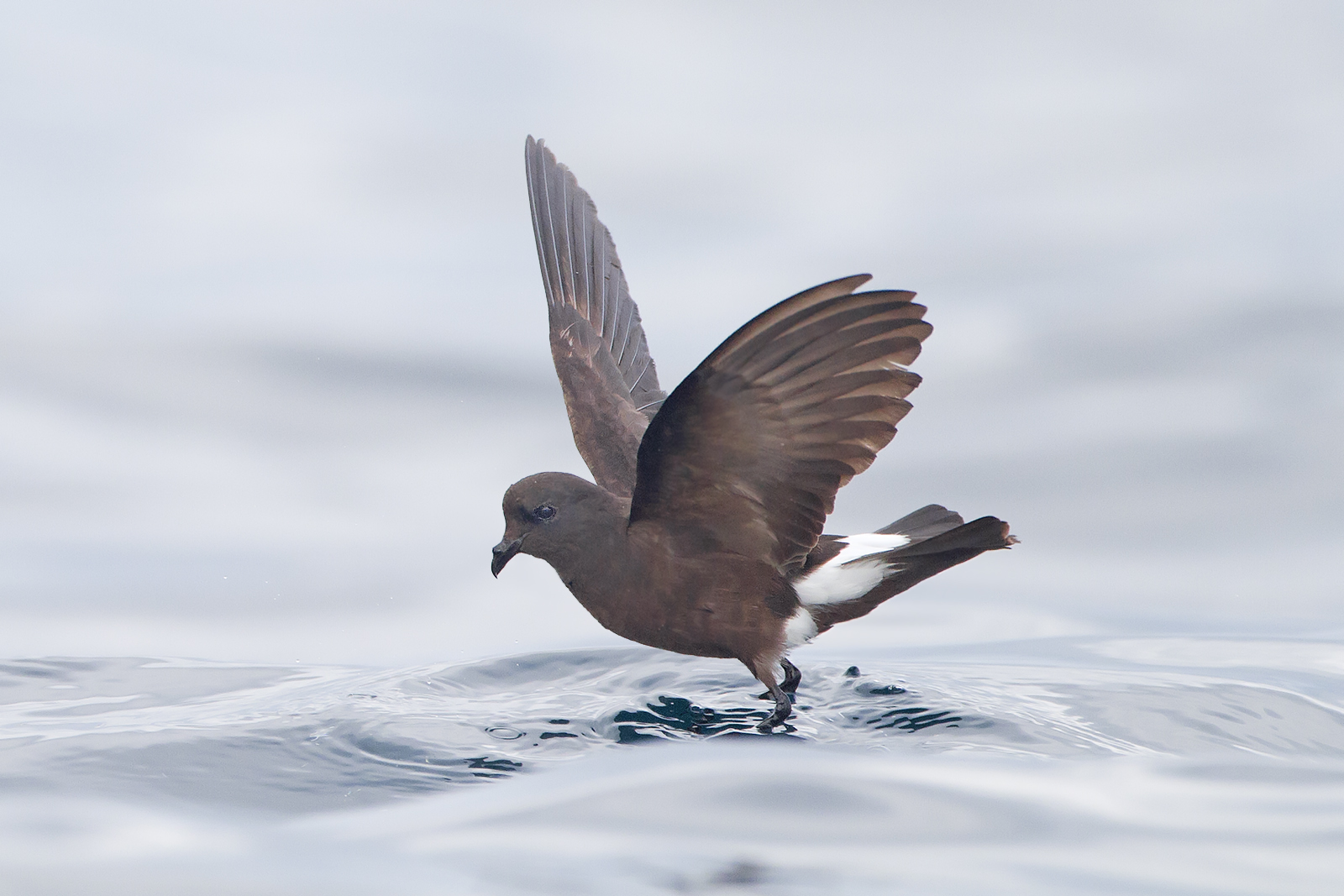 Wilson's Storm-petrel — Borneo wildlife, book, free download, jungle tour, bird, bird tour