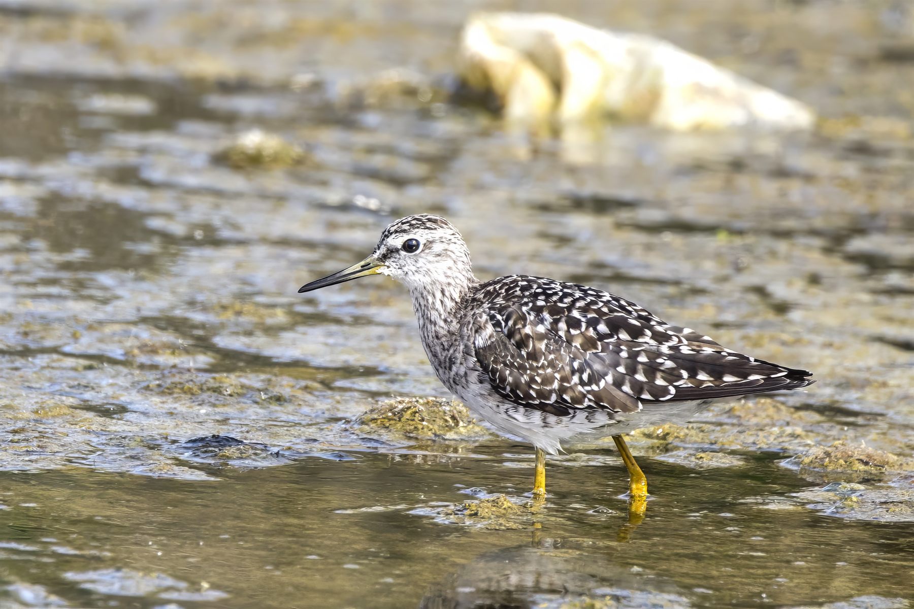 Wood Sandpiper — Borneo wildlife, book, free download, jungle tour, bird, bird tour