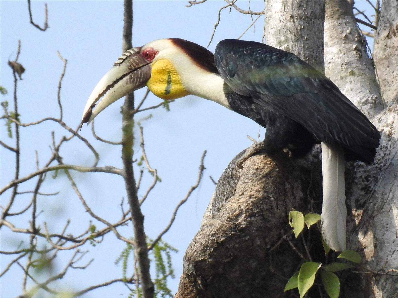 Wreathed Hornbill — Borneo wildlife, book, free download, jungle tour, bird, bird tour