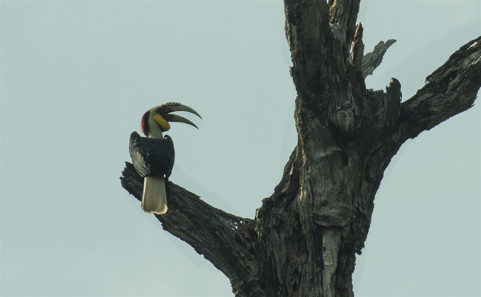 Wreathed Hornbill — Borneo wildlife, book, free download, jungle tour, bird, bird tour