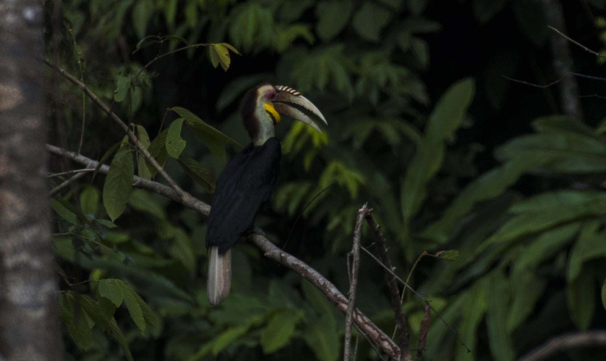 Wreathed Hornbill — Borneo wildlife, book, free download, jungle tour, bird, bird tour