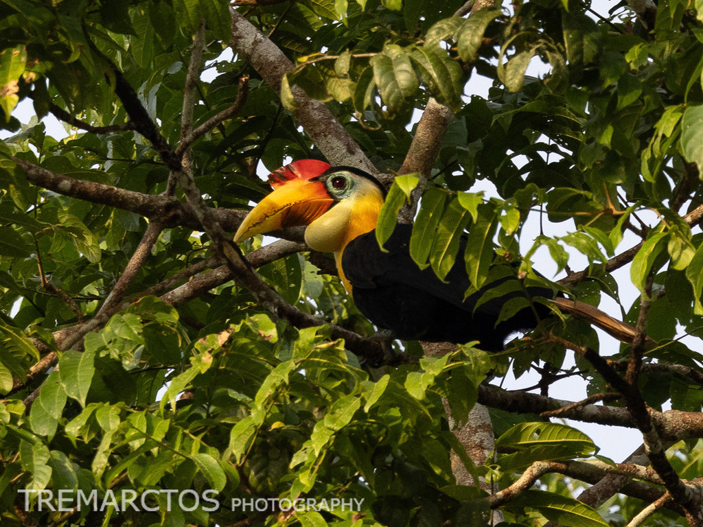 Wrinkled Hornbill — Borneo wildlife, book, free download, jungle tour, bird, bird tour