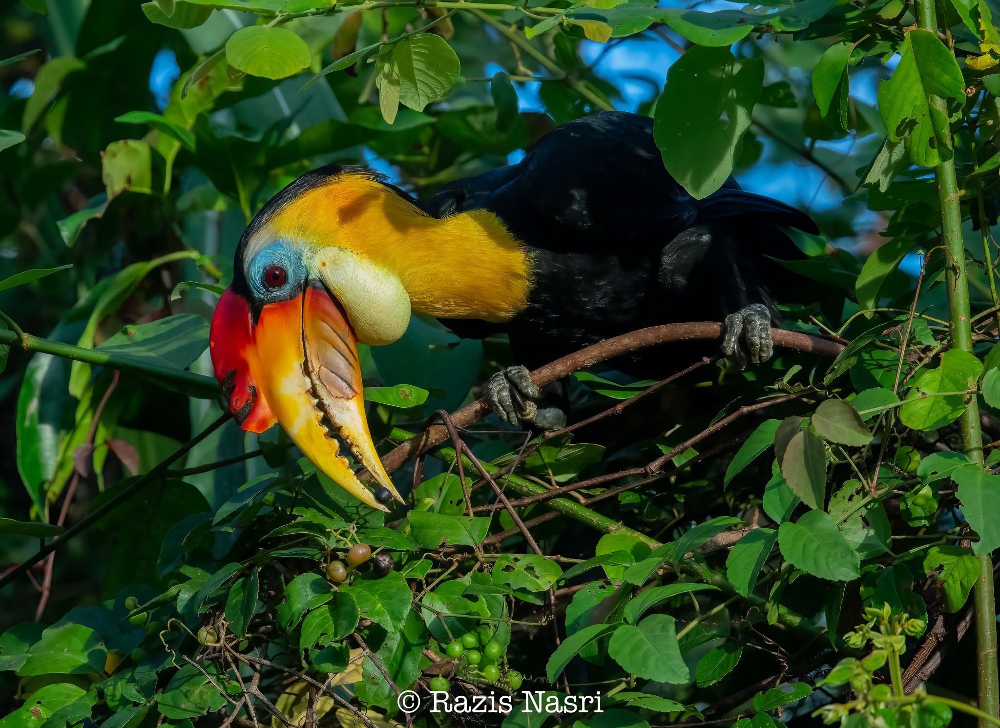 Wrinkled Hornbill — Borneo wildlife, book, free download, jungle tour, bird, bird tour