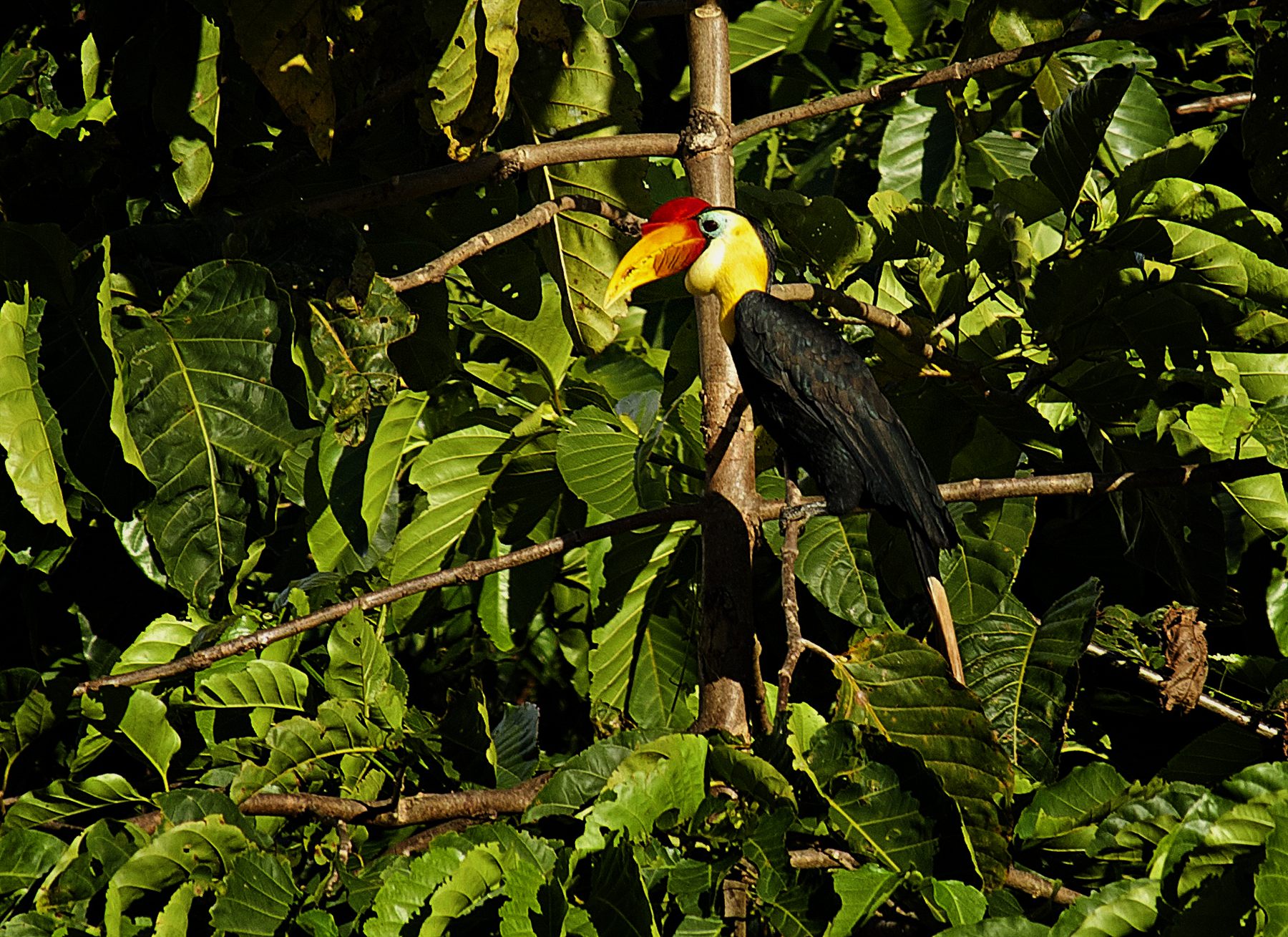Wrinkled Hornbill — Borneo wildlife, book, free download, jungle tour, bird, bird tour