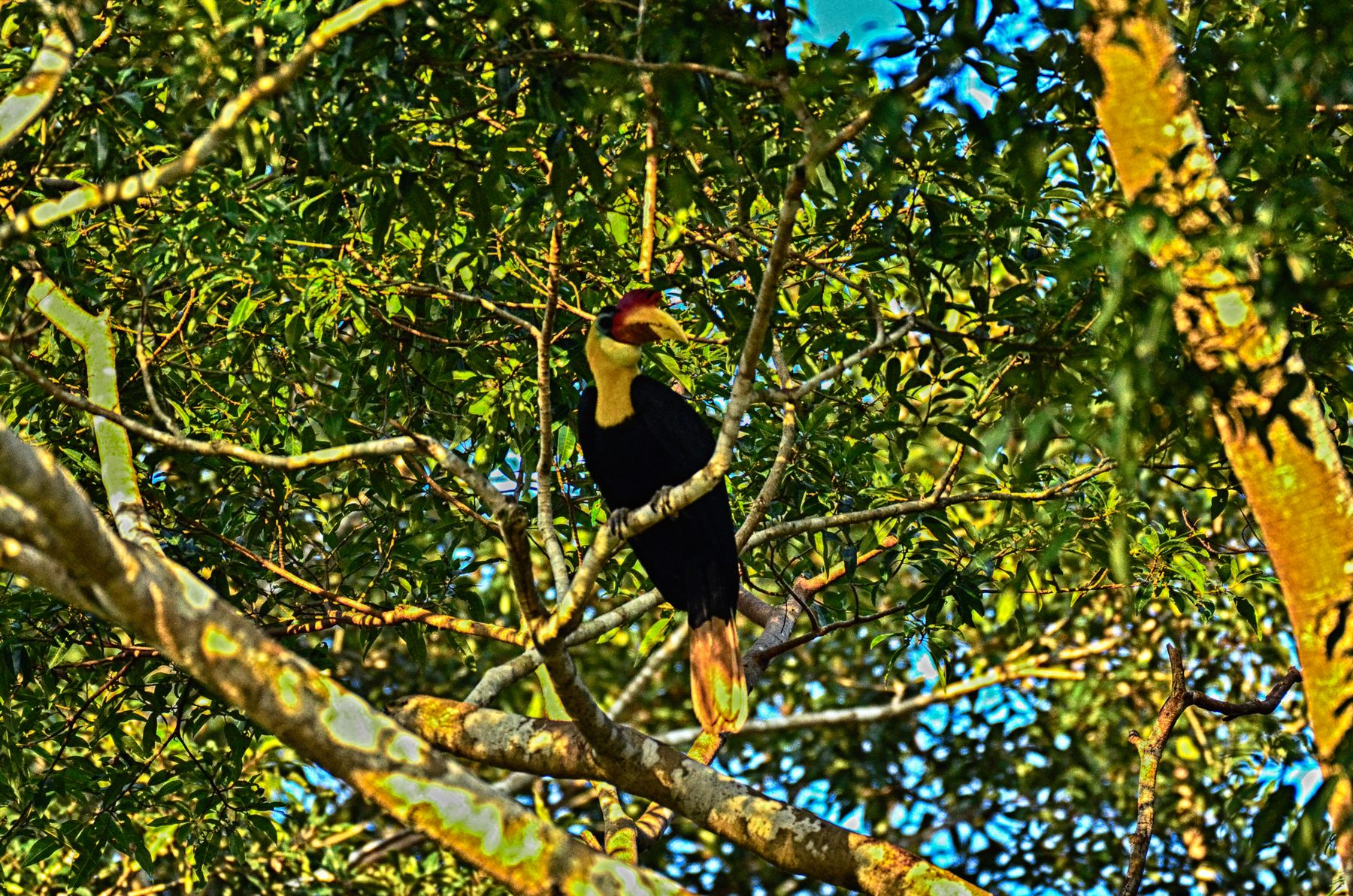 Wrinkled Hornbill — Borneo wildlife, book, free download, jungle tour, bird, bird tour