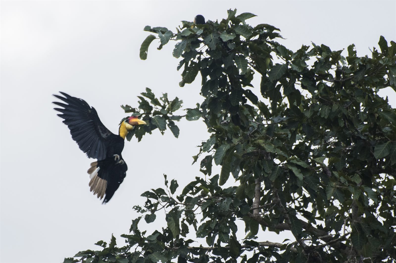 Wrinkled Hornbill — Borneo wildlife, book, free download, jungle tour, bird, bird tour
