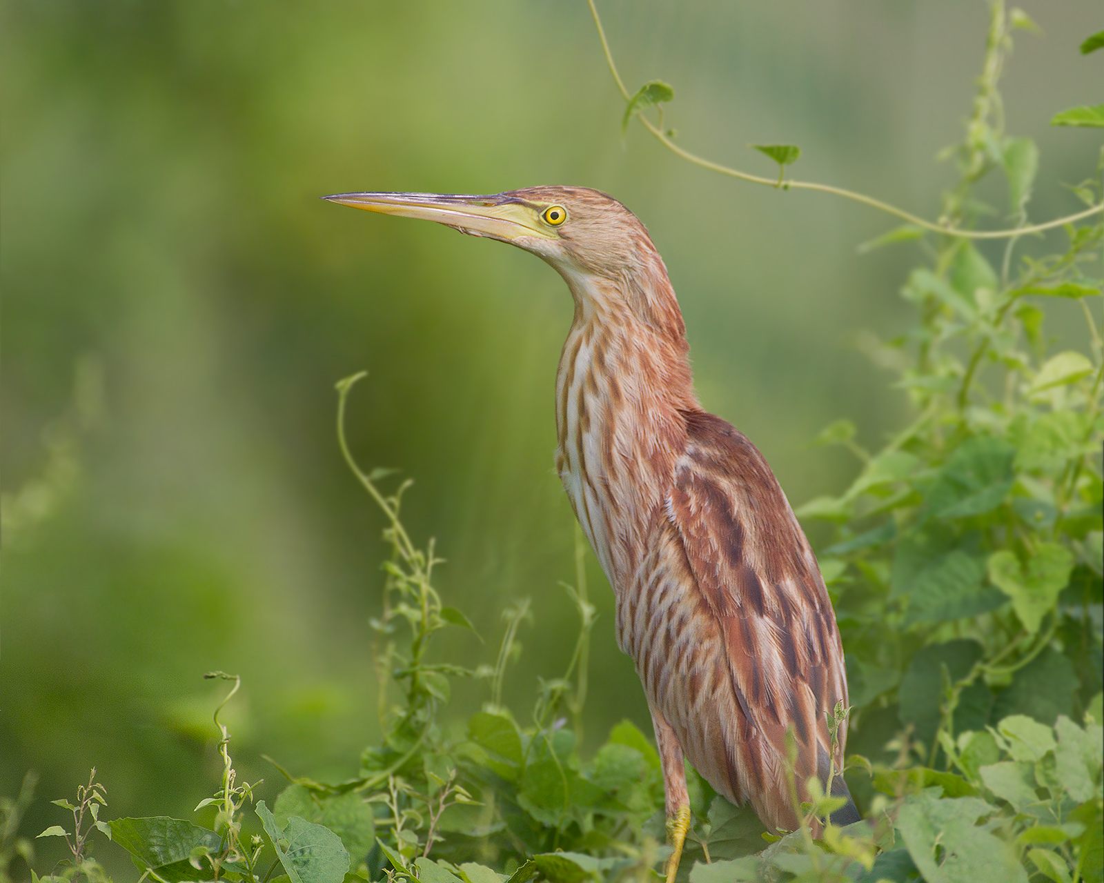 Yellow Bittern — Borneo wildlife, book, free download, jungle tour, bird, bird tour