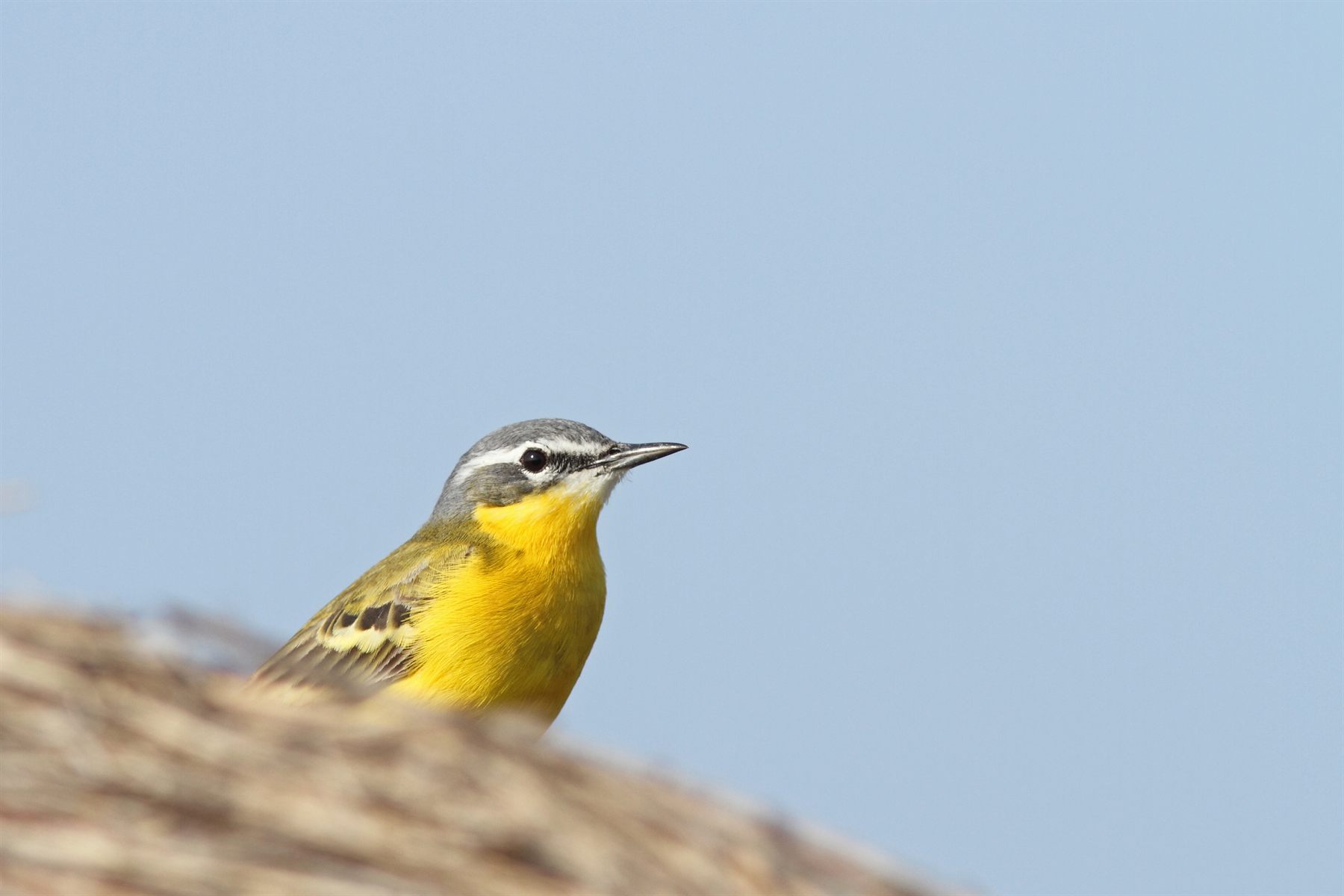 Western Yellow Wagtail — Borneo wildlife, book, free download, jungle tour, bird, bird tour
