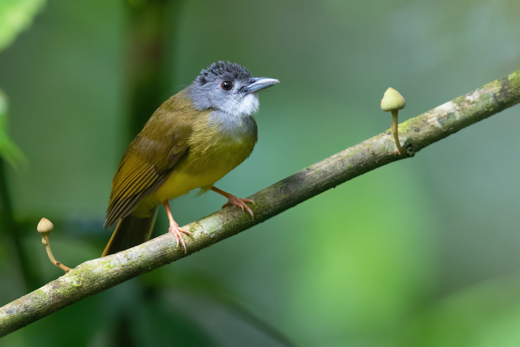 Yellow-bellied Bulbul — Borneo wildlife, book, free download, jungle tour, bird, bird tour