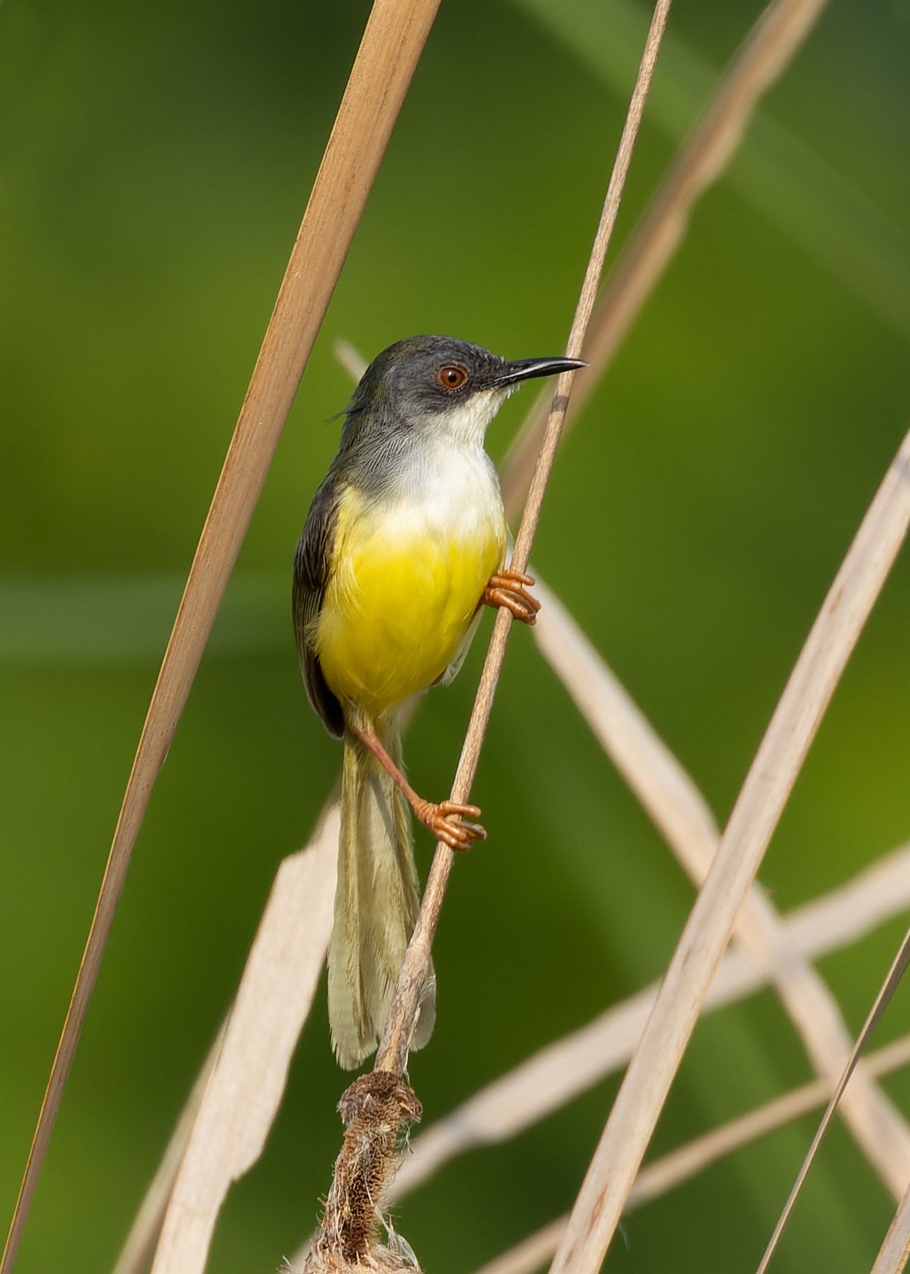 Yellow-bellied Prinia — Borneo wildlife, book, free download, jungle tour, bird, bird tour