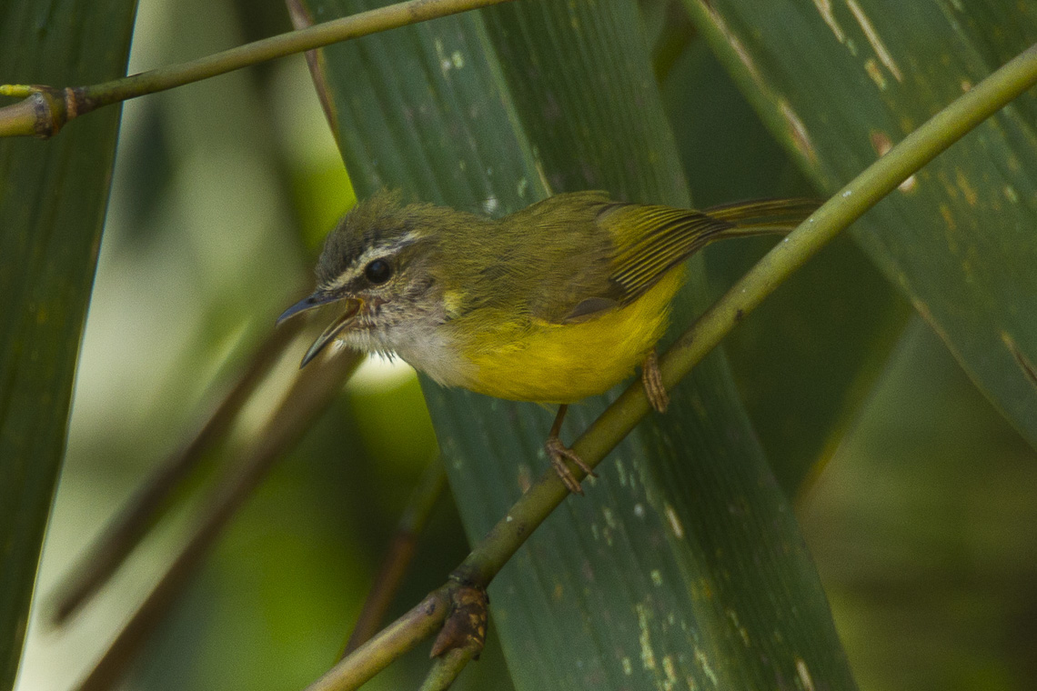 Yellow-bellied Warbler — Borneo wildlife, book, free download, jungle tour, bird, bird tour